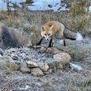 Meet your Posher, Beck